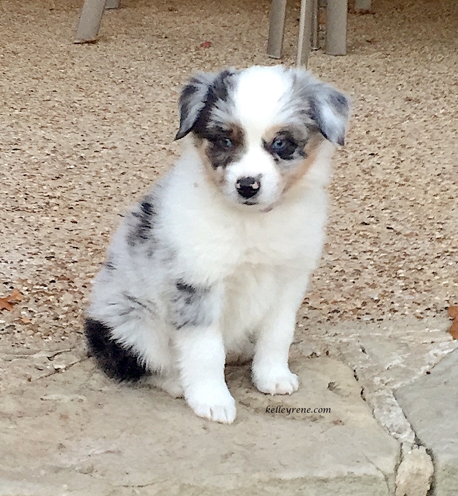 6 Tips For Training Your Australian Shepherd - Kelley Rene